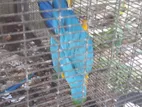 Macaw bird