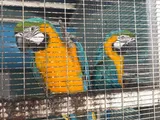 Macaw Birds