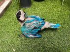 Macaw Chick