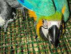 Macaw Chik