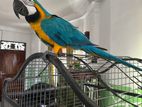 Macaw Bird