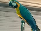 Macaw Bird