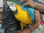 Macaw Bird