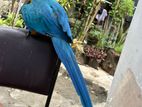 Macaw Bird