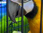 Macaw Bird