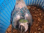Macaw Bird