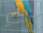 Macaw Bird