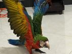 Macaw Harlequin