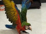 Macaw Harlequin