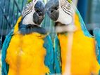 Macaw Pair with Dna