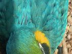 Macaw Parrot