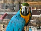 Macaw Parrot