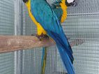 Macaw Parrot