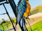 Macaw Parrot