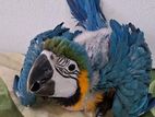 Macaw Parrot