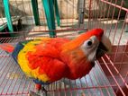 Macaw Parrot