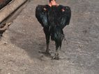 Brahma Chicken