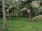 Madampe - Coconut Estate for Sale