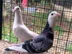 Madar Pigeon