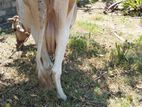 Farm Cow