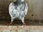 Pigeons