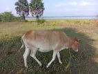 Milk Cow