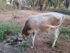 Maadu