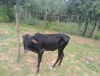 Farm Cow