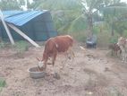 Farm Cow