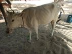 Male Cows