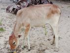 Male Cow