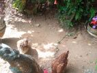 Chickens