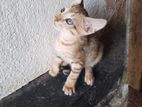 Kittens for Kind Home