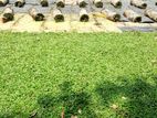 Malasian Grass Carpet