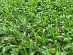 මැලේසියන් තණකොල Malesiyan grass (carpet)