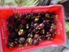 මැන්ගුස්