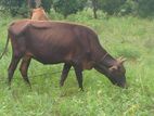 Cow ගවයන්