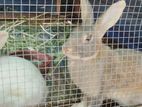Rabbits
