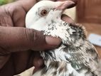 Pigeons