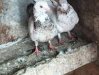 Pigeon