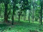 Mahogany Plantation Land for Sale in Matale – 5 Acres