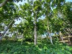 Mahogany Plantation land for sale in Ratnapura