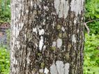 mahogany tree ( මහෝගනී ගස )