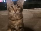 Maine Coon Cat