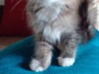 Main Coon Mix Female Cat