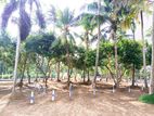 Main Road Facing Land for Sale in Mellawagedara P7