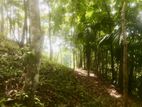 Main-Road-Facing Land for Sale Near Kegalle