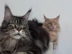 Maincoon Cats