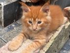 Maincoon kittens