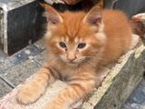 Maincoon kittens
